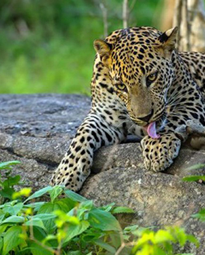 Yala National Park